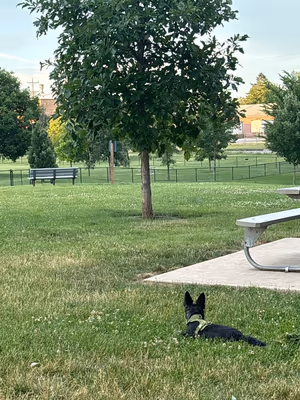 Lincoln Dog Park photo 2